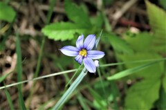 Sisyrinchium montanum montanum