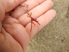 Camissonia strigulosa