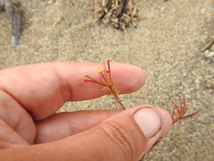 Camissonia strigulosa