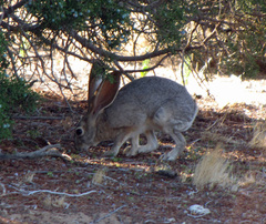 Lepus californicus