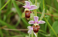 Ophrys scolopax