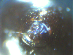 Euryopis episinoides