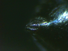 Euryopis episinoides