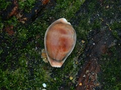 Erronea subviridis