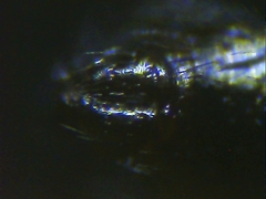 Euryopis episinoides