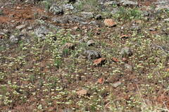 Chorizanthe stellulata