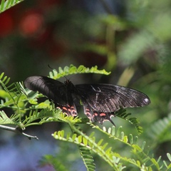 Heraclides rogeri pharnaces