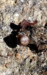 Paravitrea amicalola