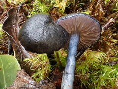 Entoloma percrinitum