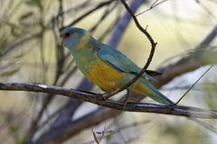 Barnardius zonarius macgillivrayi