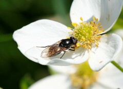 Cheilosia pagana
