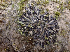 Riccia inflexa