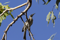 Philemon argenticeps