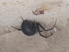 Latrodectus tredecimguttatus