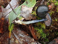 Entoloma percrinitum
