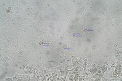 Entoloma percrinitum