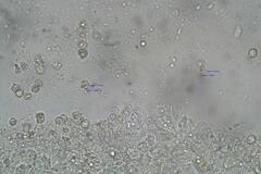 Entoloma percrinitum