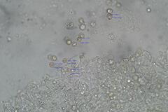 Entoloma percrinitum