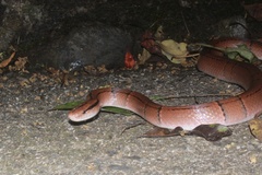 Oreocryptophis