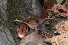 Oreocryptophis