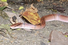 Oreocryptophis