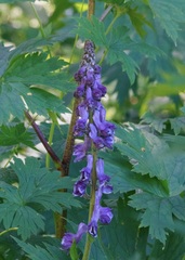Aconitum leucostomum