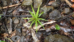 Acanthophoenix rubra