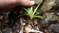 Acanthophoenix rubra