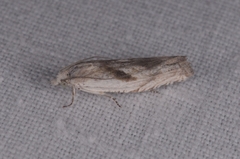 Eucosma metzneriana