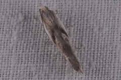 Eucosma metzneriana