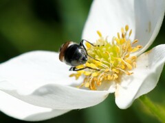 Cheilosia pagana