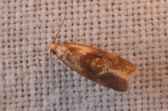 Cochylidia subroseana