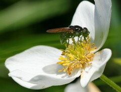 Cheilosia pagana