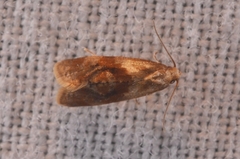 Cochylidia subroseana