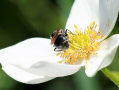 Cheilosia pagana
