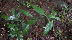 Ruellia brevifolia