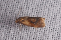 Cochylidia subroseana