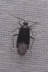 Deraeocoris scutellaris