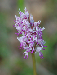 Orchis simia