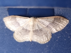Idaea aversata