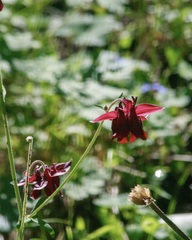 Aquilegia atrovinosa