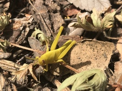 Schistocerca nitens