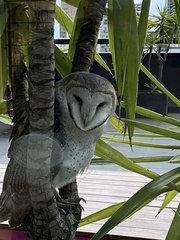 Tyto alba delicatula