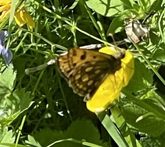 Carterocephalus silvicola