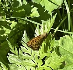 Carterocephalus silvicola