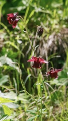 Aquilegia atrovinosa
