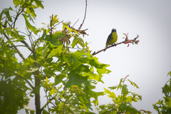 Setophaga kirtlandii