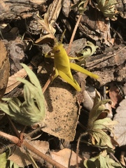 Schistocerca nitens