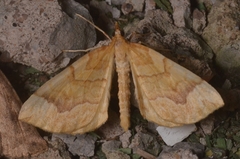 Eulithis mellinata