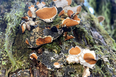 Pseudocyphellaria dissimilis